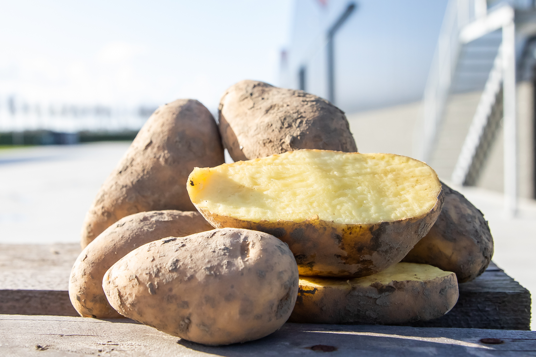 doorgesneden aardappel met aardappelbedrijf op de achtergrond