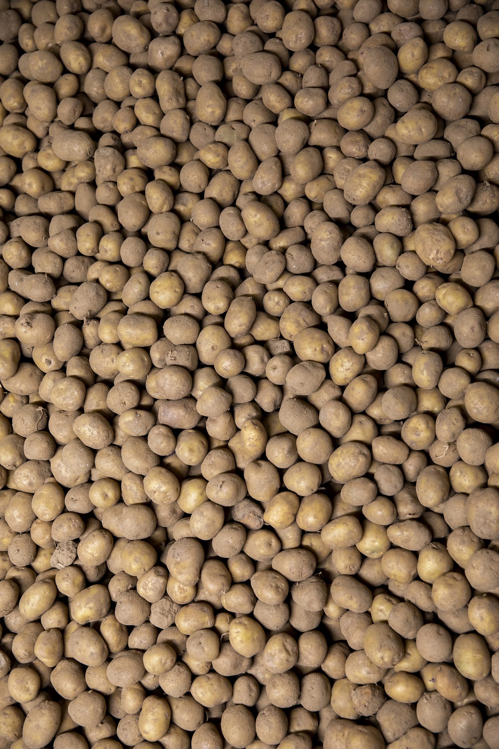 losgestorte aardappelen