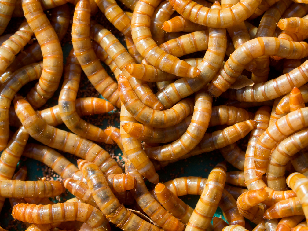 insecten kweken: meelwormen